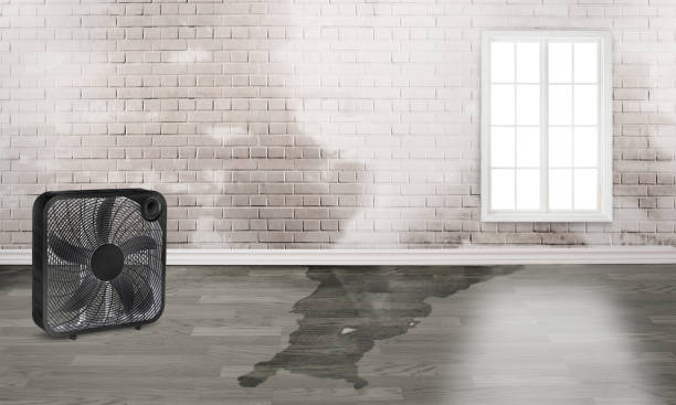 Best Carpet water damage restoration  in Galva, IL